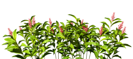 Tropics plants flowery isolate on transparent backgrounds 3d rendering png