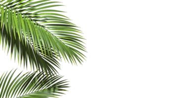 Copy space with Palm leaves border on transparent backgrounds realistic 3d rendering png