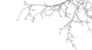 isolate blur trees branches shadow on transparent backgrounds 3d render png