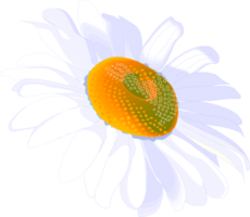 blanc fleur en forme de png