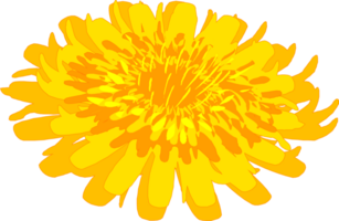 Yellow flowers illustration png