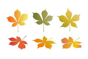 doodle CHESTNUT tree leaves isolated on white background. Autumn fallen leaves of CHESTNUT tree. Harvesting. vector