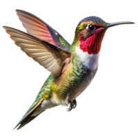 A Flying Hummingbird png