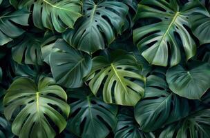 Large Group of Green Leaves on a Wall photo