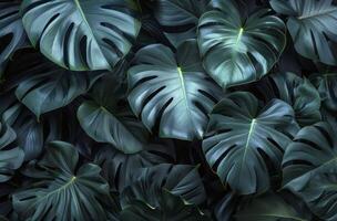 Close Up of Green Leaves photo