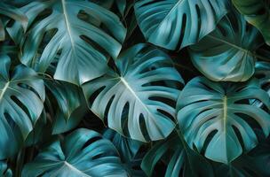 Close Up of Green Leaves photo