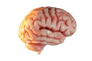Human brain Anatomical Model 3D brain isolated on transparent, 3D rendering photo