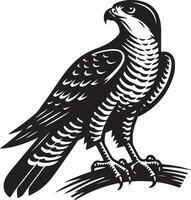 goshawk art Illustration vector
