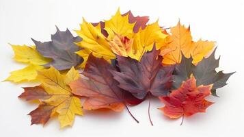 Pile of colorful autumn leaves neatly arranged on a white background photo