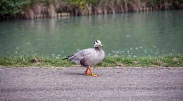 A Bar-headed Goose, Anser indicus, in the city park. Bologna, Italy. photo