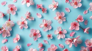 Pink Flowers with Lying Petals on Blue Background. Spring Floral Background photo
