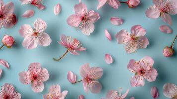 Pink Flowers with Lying Petals on Blue Background. Spring Floral Background photo