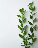Green Leaves on a White Background photo