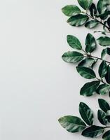 Green Leaves on a White Background photo