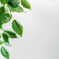 Green Leaves With Water Droplets photo