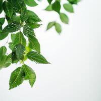 Green Leaves With Water Droplets photo