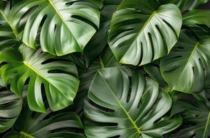 Close Up of Green Leaves photo