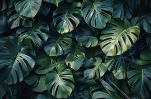 Close Up of Green Leaves photo