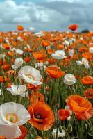 campo lleno de naranja y blanco flores foto