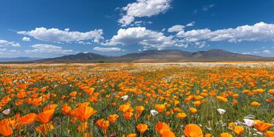 campo de naranja flores debajo azul cielo foto