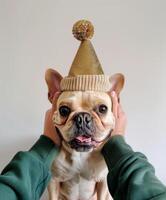 Small Dog Wearing Gold Party Hat photo