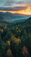 Dense Forest With Trees Under Cloudy Sky photo