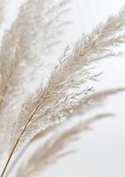 Close Up of Dry Grass on White Background photo