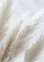 Close Up of Dry Grass on White Background photo