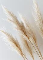 Close Up of Dry Grass on White Background photo