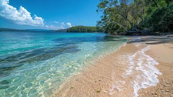 Sandy Beach With Clear Blue Water and Palm Trees photo