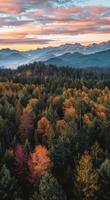 Dense Forest With Trees Under Cloudy Sky photo