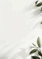 Green Leaves on a White Background photo