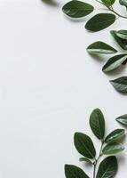 Green Leaves on a White Background photo