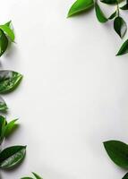Green Leaves on a White Background photo