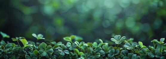 Group of Four Leaf Clovers With Blurry Background photo