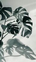 Group of Green Leaves on White Surface photo