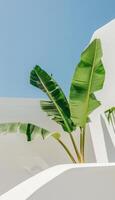 Large Green Plant Next to White Wall photo