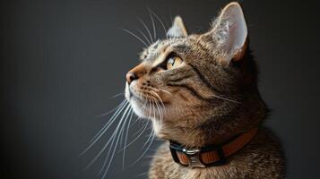 Curious Cat Looking Out a Window photo