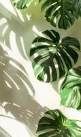 Group of Green Leaves on White Surface photo