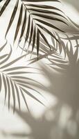 Palm Leaf Casting Shadow on Wall photo
