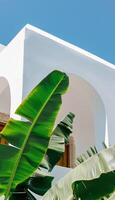 Large Green Plant on White Building photo