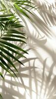 Palm Leaf Casting Shadow on Wall photo