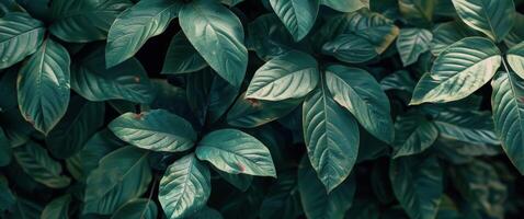 Close Up of a Green Leafy Plant photo