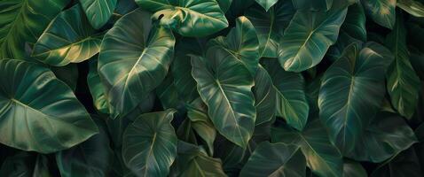 Close Up of a Green Leafy Plant photo