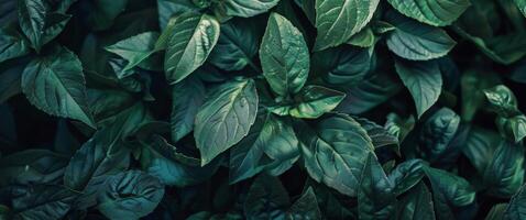 Close Up of a Green Leafy Plant photo