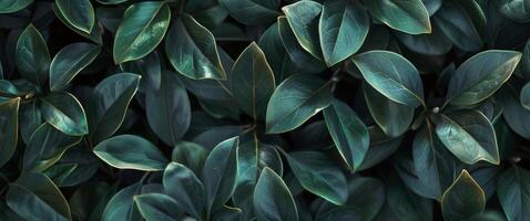 Close Up of a Lush Green Plant With Abundant Leaves photo