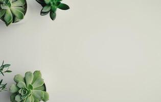 Group of Succulents on White Surface photo