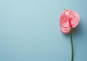 Pink Flower on Blue Background photo