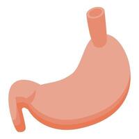 Isolated graphic of a human stomach on a white background vector