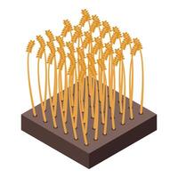 Isometric wheat field on white background vector